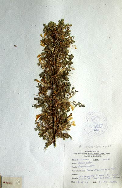 Official Record