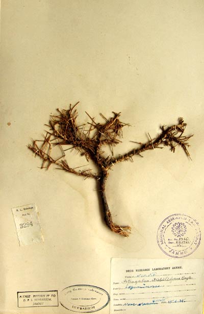 Official Record