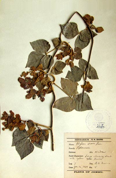 Official Record