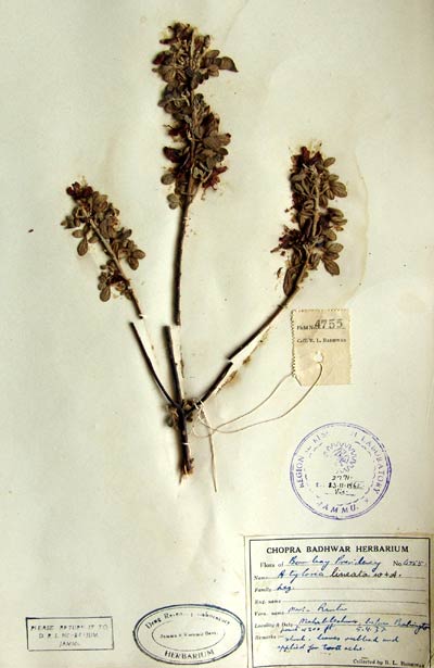 Official Record