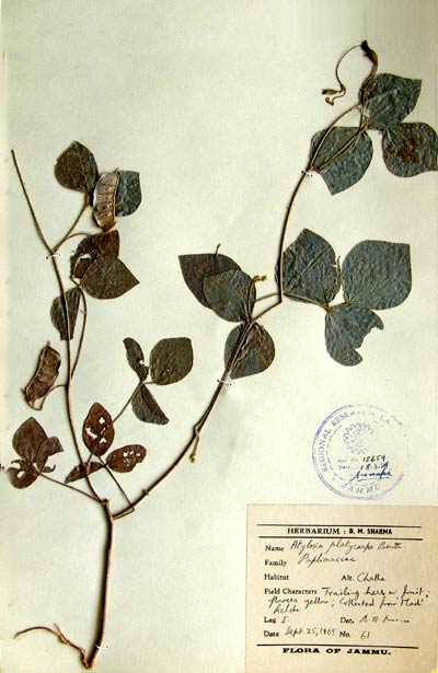 Official Record