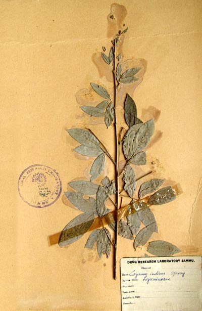 Official Record