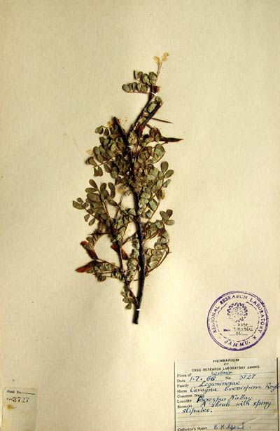 Official Record