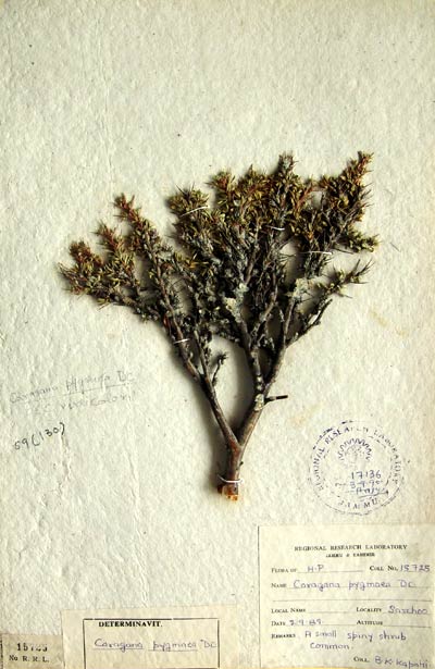 Official Record