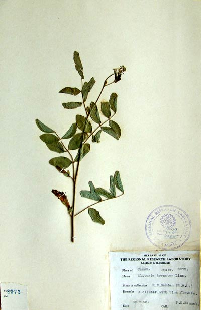Official Record