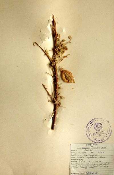 Official Record