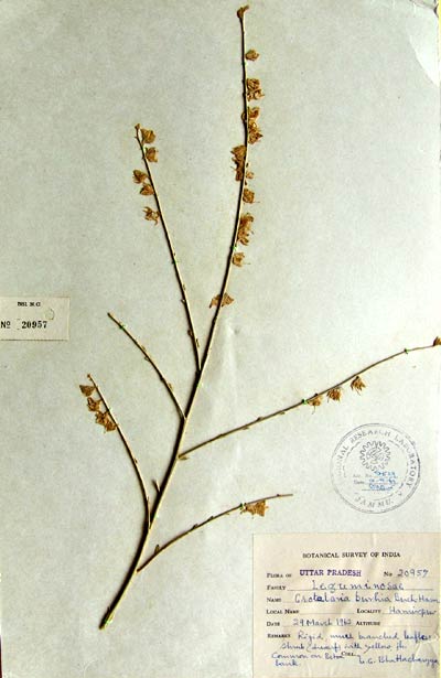 Official Record