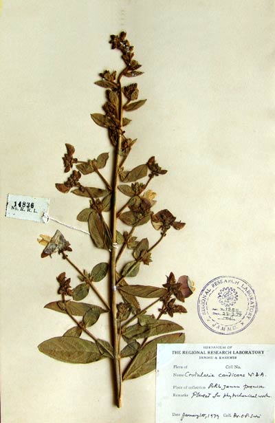Official Record