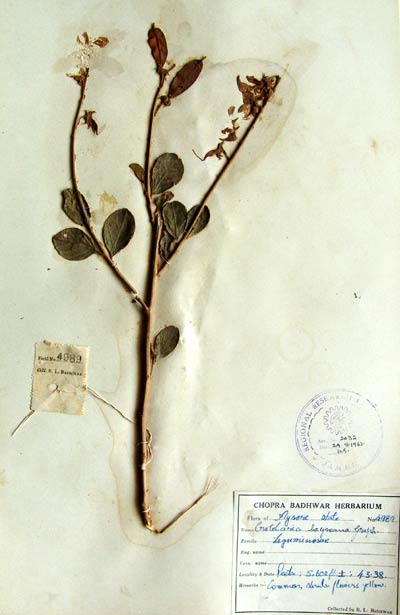 Official Record