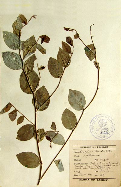 Official Record