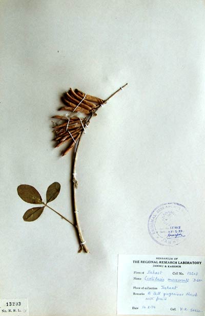 Official Record