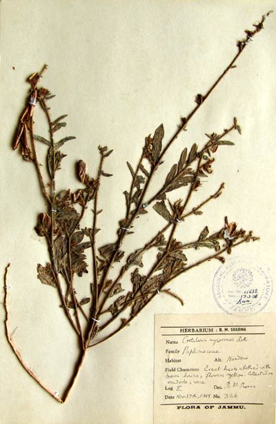 Official Record