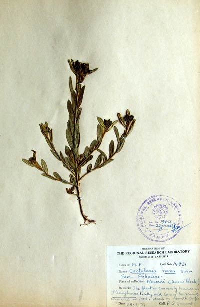 Official Record