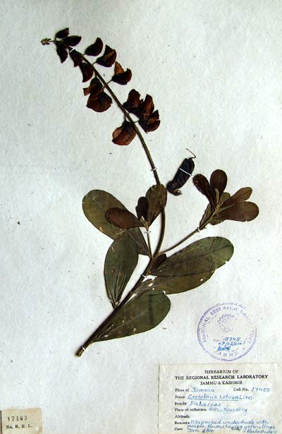 Official Record