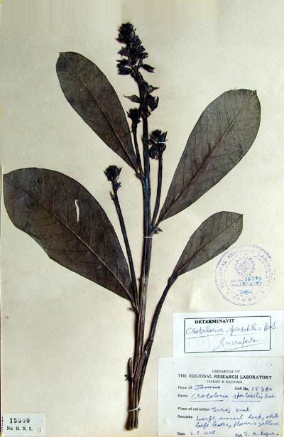Official Record