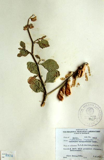 Official Record