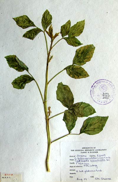 Official Record