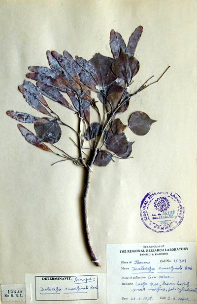 Official Record