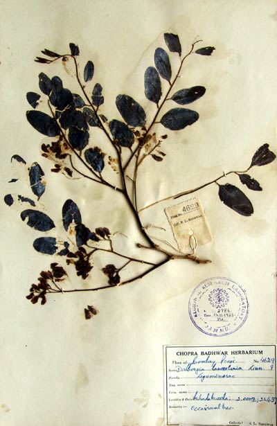 Official Record