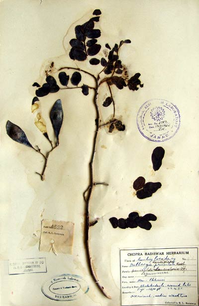 Official Record