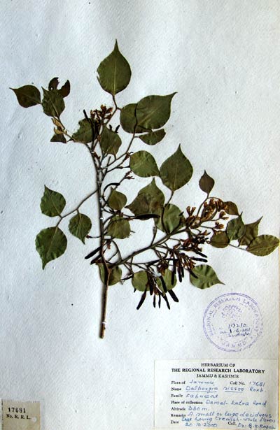Official Record