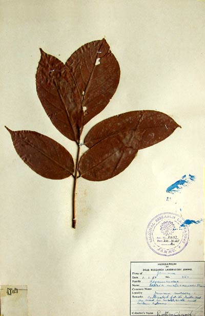 Official Record