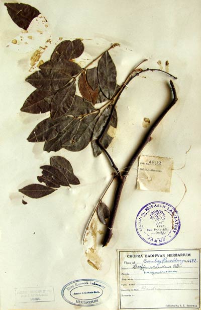 Official Record