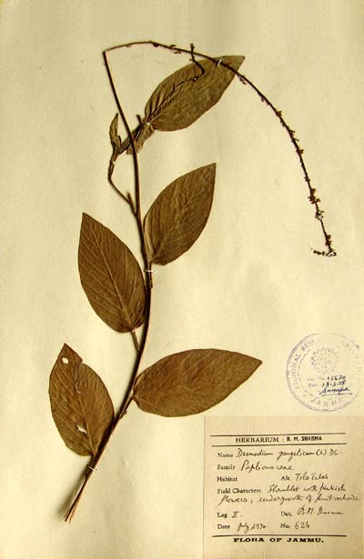 Official Record