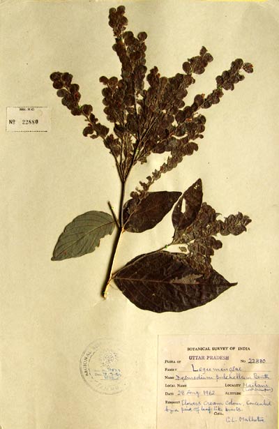 Official Record