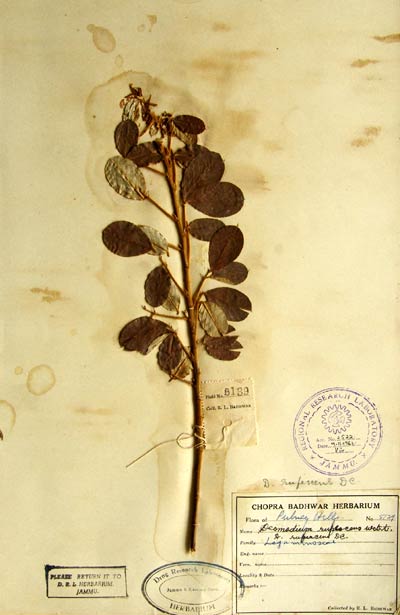 Official Record