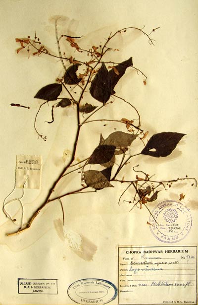 Official Record