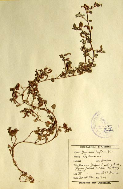 Official Record