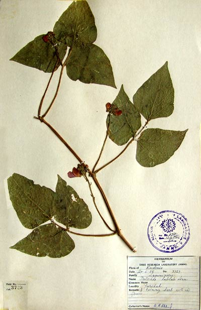 Official Record