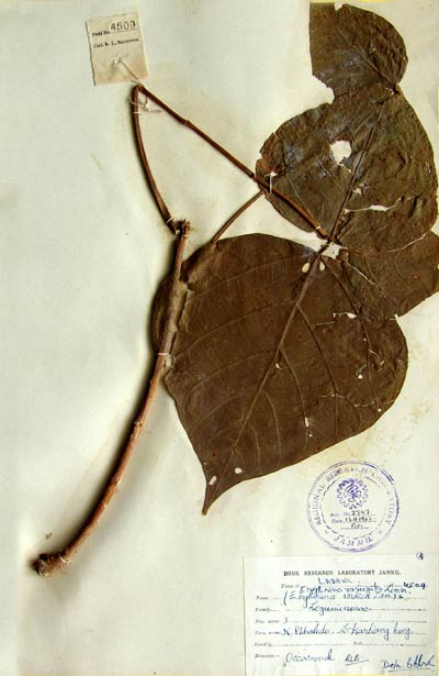 Official Record