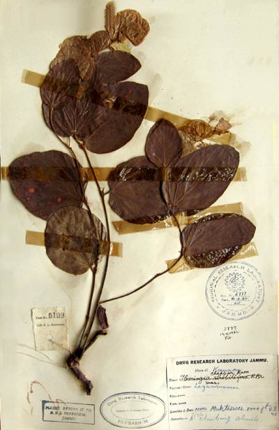 Official Record