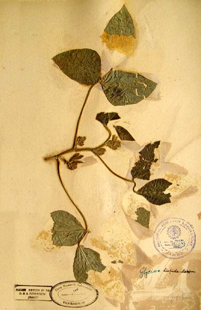 Official Record