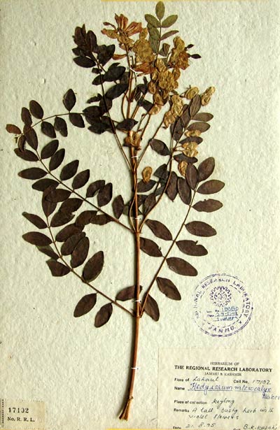 Official Record