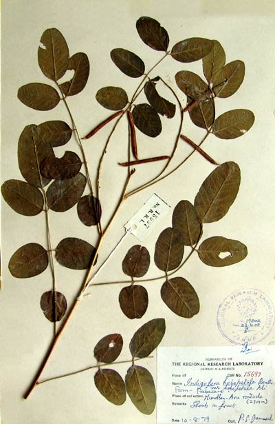 Official Record