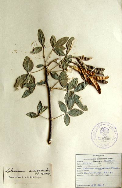Official Record