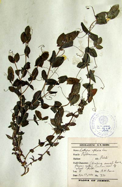 Official Record