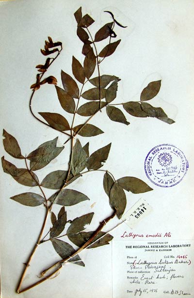 Official Record