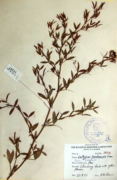 Official Record