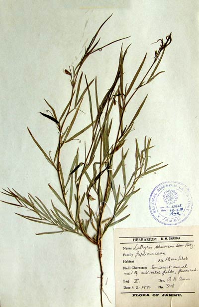 Official Record