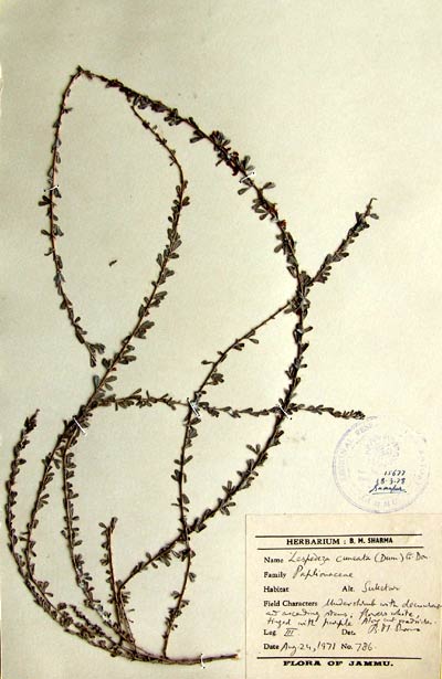 Official Record