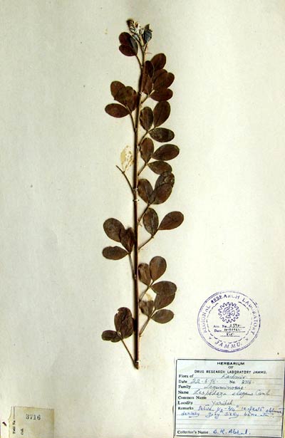 Official Record