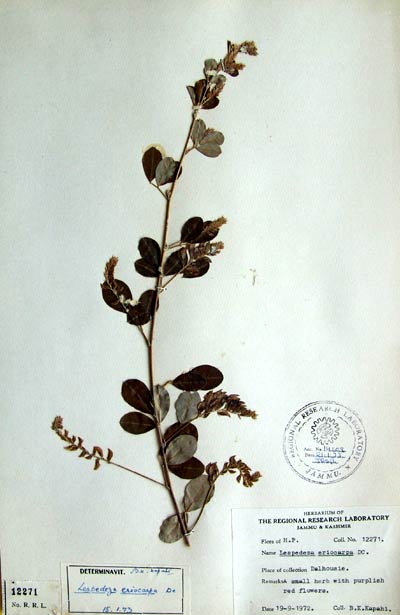 Official Record