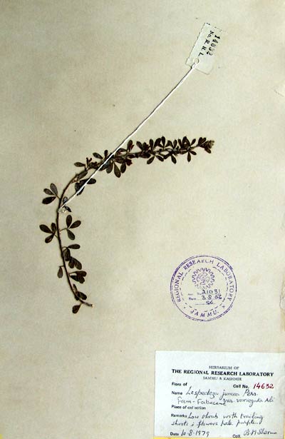 Official Record