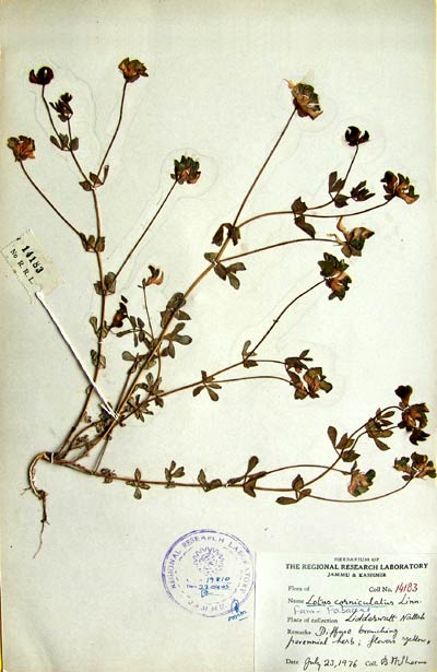 Official Record