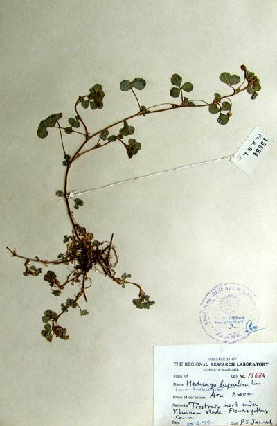 Official Record
