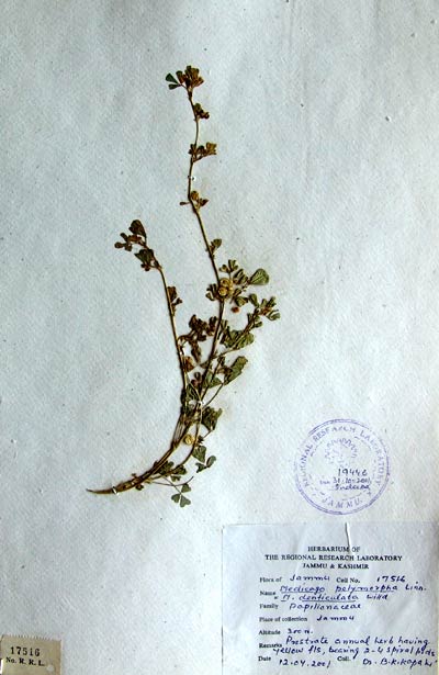 Official Record